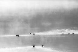Ducks_in_fog