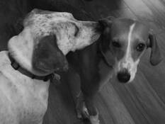 Dogs_telling_secrets