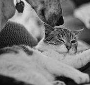 Must_love_dogs