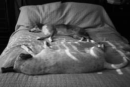 Two_dogs