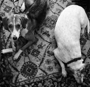 Two_on_a_rug