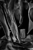 Seaweed_10