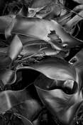 Seaweed_11
