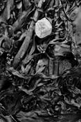 Seaweed_2