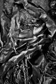 Seaweed_3