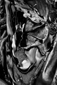Seaweed_4