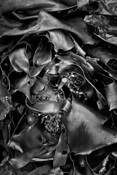 Seaweed_6