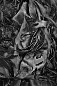 Seaweed_8