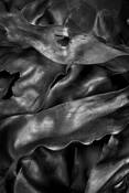 Seaweed_9