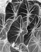Black_leaf_1