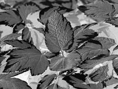 Black_leaf_10