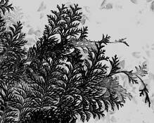 Black_leaf_4