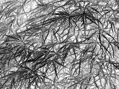 Black_leaf_7