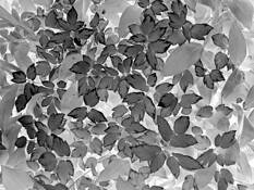 Black_leaf_9