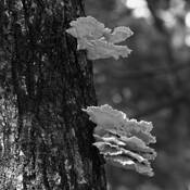 Sulphur_shelf_fungus