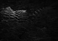Ferns