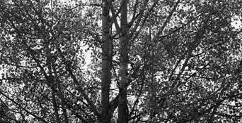 Trees
