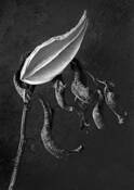 Milkweed_1