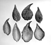 Milkweed_9
