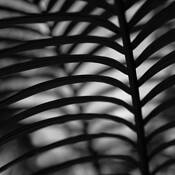 Botanic_energy_1