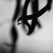 Botanic_dance_1