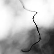 Botanic_dance_10