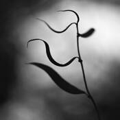 Botanic_dance_11