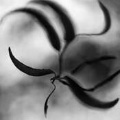 Botanic_dance_12