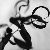 Botanic_dance_3