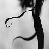 Botanic_dance_5