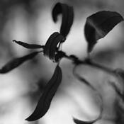Botanic_dance_6