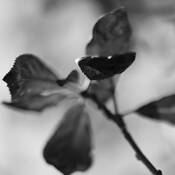 Botanic_dance_7