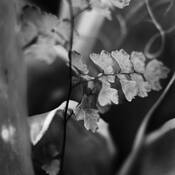 Botanic_dance_8