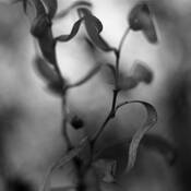 Botanic_dance_9