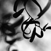 Botanic_energy_10