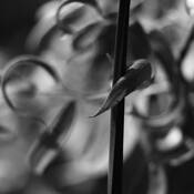 Botanic_energy_11