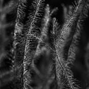 Botanic_energy_12
