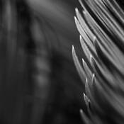 Botanic_energy_2