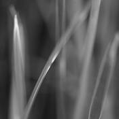 Botanic_energy_6