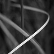 Botanic_energy_7