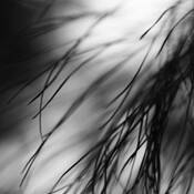 Botanic_energy_9