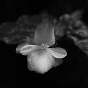Floral_study_10