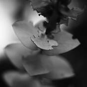 Floral_study_11