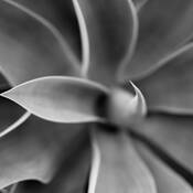 Floral_study_12