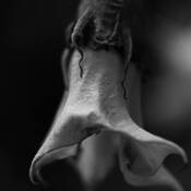Floral_study_2