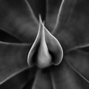 Floral_study_3
