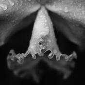 Floral_study_4