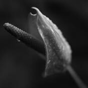 Floral_study_5