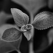 Floral_study_6