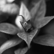 Floral_study_7